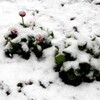 「ジンチョウゲ（沈丁花）」の花に、雨氷が…。