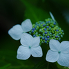 2022-0105_【20220602④】小石川後楽園の花菖蒲巡り（番外編）