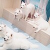 🐶🐶🐶