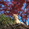  崖っぷち猫　【 秋の唐沢山神社 ⑥ 】