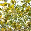 鬱金桜　地味だが 裏で最後に咲いてくれる桜