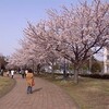 06年根岸森林公園の桜