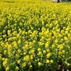 神戸総合運動公園の菜の花まつりに行ってきました