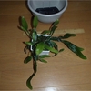 Wittia amazonica (=Disocactus amazonicus) 植え替え