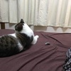 【毎月2日は次ニャン坊チビの月命日】R.I.P.チビ【15か月】