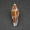 和歌山の貝　トンボイモ（Conus cylindraceus,1830）