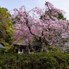 春の金蔵寺～五色椿と枝垂れ桜