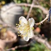 冬至の梅の花