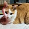 どうぶつ保険って必要？　保護猫の保険加入に迷う