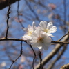 2019年十月桜【奥宇辰山県民公園】