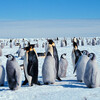 南極に挑んだ冒険者たちの歴史