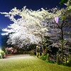 丸亀城の桜の様子