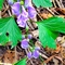 【お花で一休み（206）】これがあの！？触らなくて本当に良かった植物