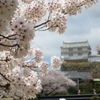 姫路城の桜　４月４日