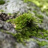 苔の撮影