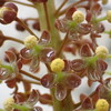 食虫植物の花