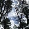 ヤマユリだけじゃない昭和万葉の森