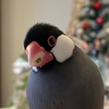 一年ぶりだねきもサンタ