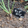 2014/10/10　キングローズ地植え！