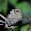 オオコノハズクの来るコテージ