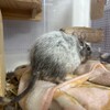 しろごまあん1220日目