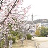 寒に耐えて桜花麗し。