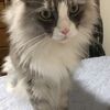 おとなっぽくなったレオン君