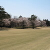 コース内の桜が満開になりました。(*^-^*)