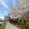 聖路加タワー前の桜