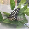 お茶摘み終了
