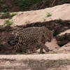 Jaguar ジャガー CANGUÇU 2