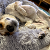 人の気を引く技が多彩になってきた犬。