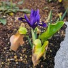 石積み花壇の春の模様替え～アイリス・アリダ「ハロー！ブルー」って青色？紫色？～