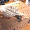 Anomalocaris saron（アノマロカリス サーロン） レジン複製まで完了！