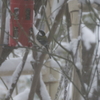 雪の中でシジュカラ