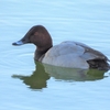 鳥撮散歩　大磯町営プールにやって来たのはホシハジロ