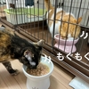 ニュートロの新しいパウチの実食。