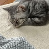 「パブロフの犬」ならぬ「パブロフの猫」となる投薬時の先住ネコ