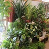 観葉植物いろいろ入荷！！
