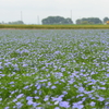 石狩当別～亜麻の花・いよいよ本番