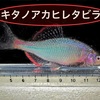 キタノアカヒレタビラの特徴・飼育・繁殖・釣り情報を詳しく解説！