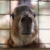 温泉郷にある古き良き動物園『草津熱帯圏』にいってみた in群馬