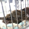 眠たいのです