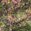 河津桜を見に行く〜寒いけど春を感じた