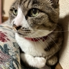 針