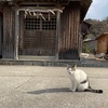 【2311②A 香川：高松】男木島 #猫旅