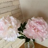 何かに似ている　芍薬