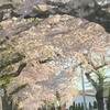 桜🌸便り〜第二弾〜🌸