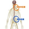 ❮神経叢❯