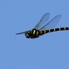 オニヤンマ 飛翔...というか 飛行...というか 滑空...か x x x